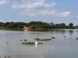 28 ene Z 2 Controla COMAPA Sur exceso de lirio acuático en la bocatoma de Planta Altavista