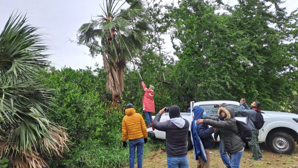 Z 2 Implementan Operativo de Rescate de Iguanas en la Laguna del Carpintero