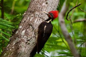 4 ago Z 3 Tampico Muestra su Riqueza natural con Programa de Avistamiento de Aves