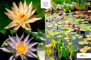 7 feb U 1 Colabora UAT en la conservación de humedales y ecosistemas acuáticos